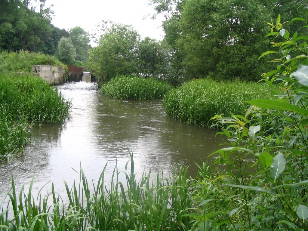 Stypa river
