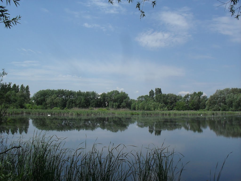 Ступки, став