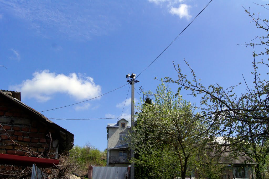 Буськи
