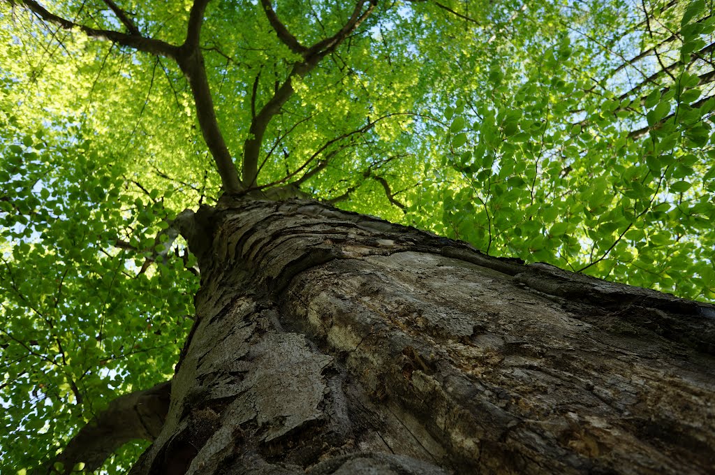 Very old tree