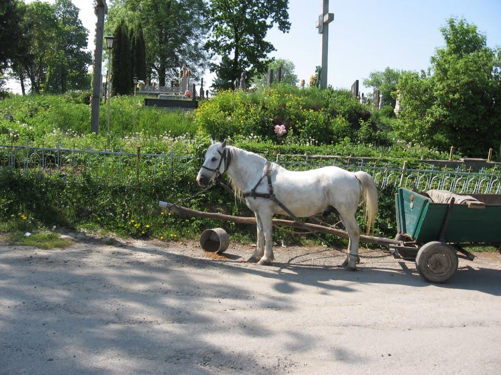 біла конячка ♦ white horse