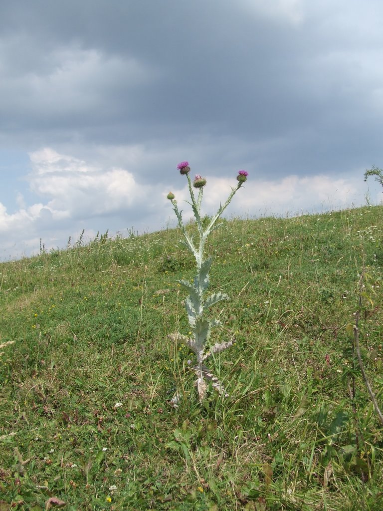 Zbarazh - near Old Zbarazh