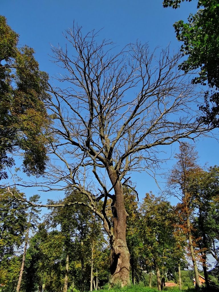 Збараж - мертве дерево, Zbarazh - dead tree