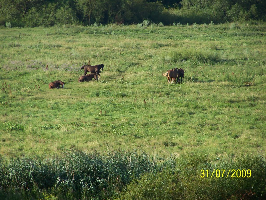 Коні