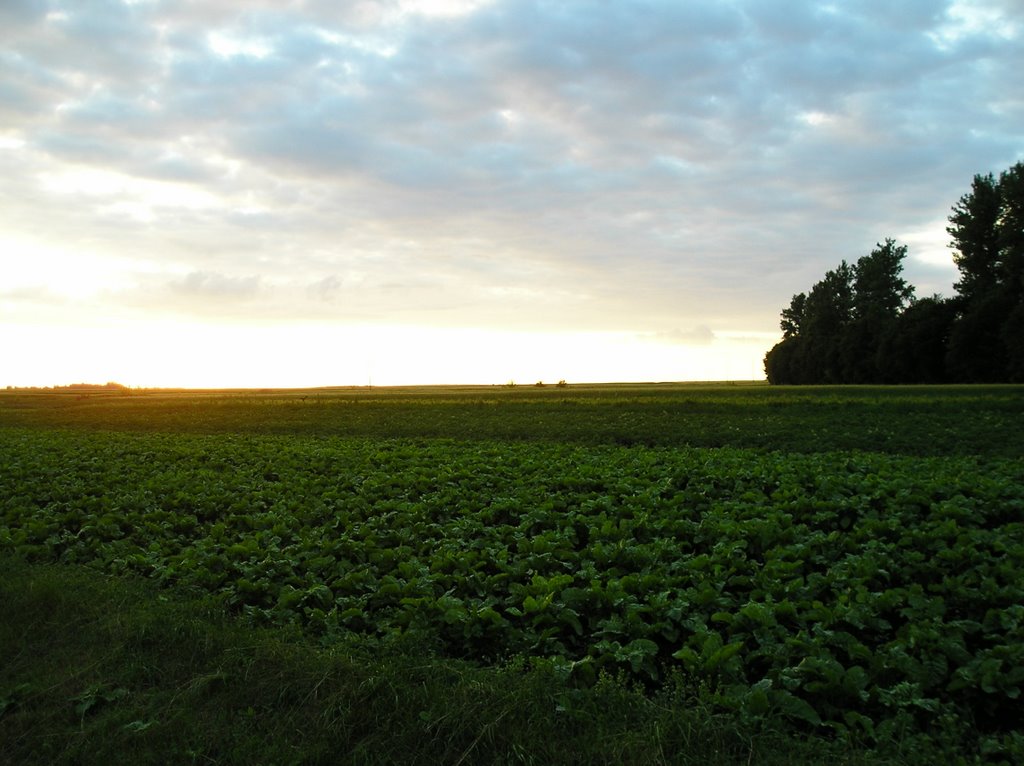 Beautiful view