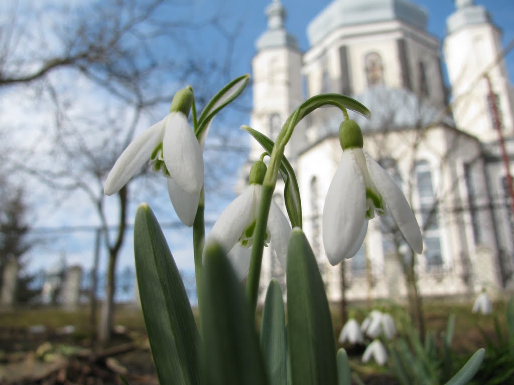 Проліски/Snowdrops