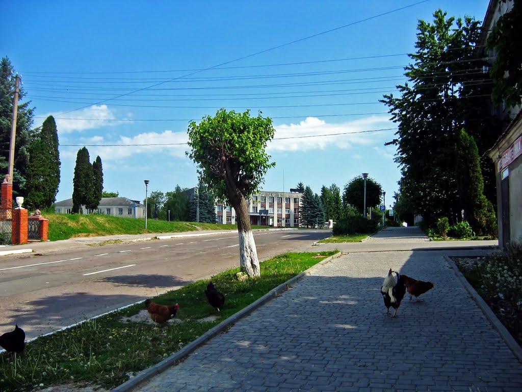 Ланівці.