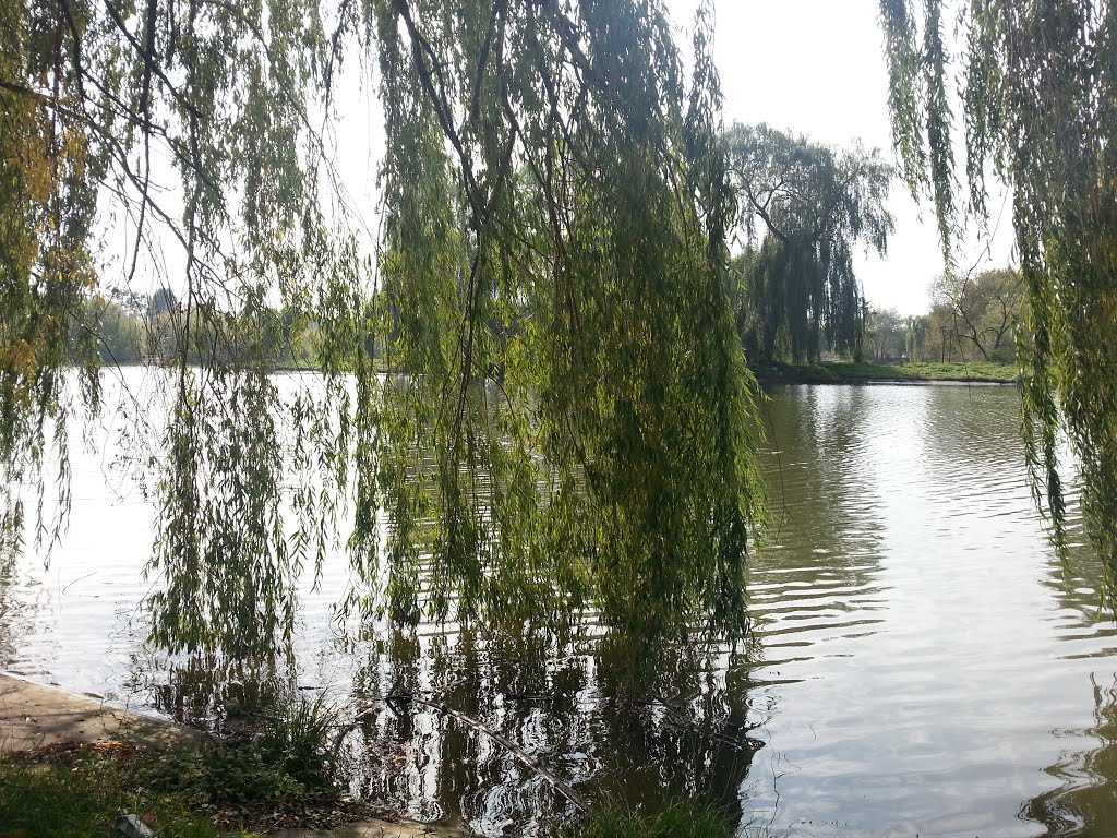 Схилились верби над водою