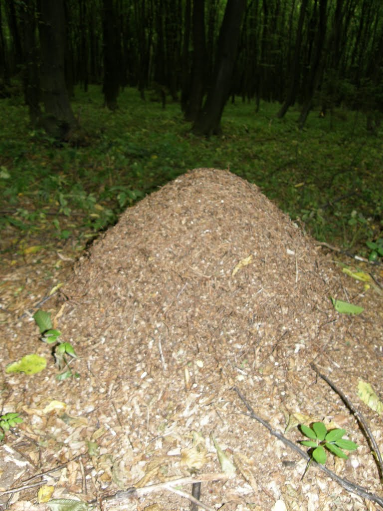 Мурашник