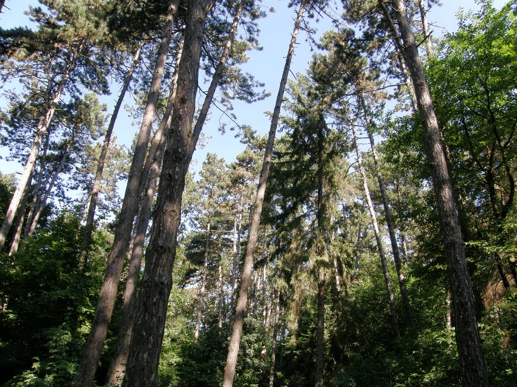 Ліс