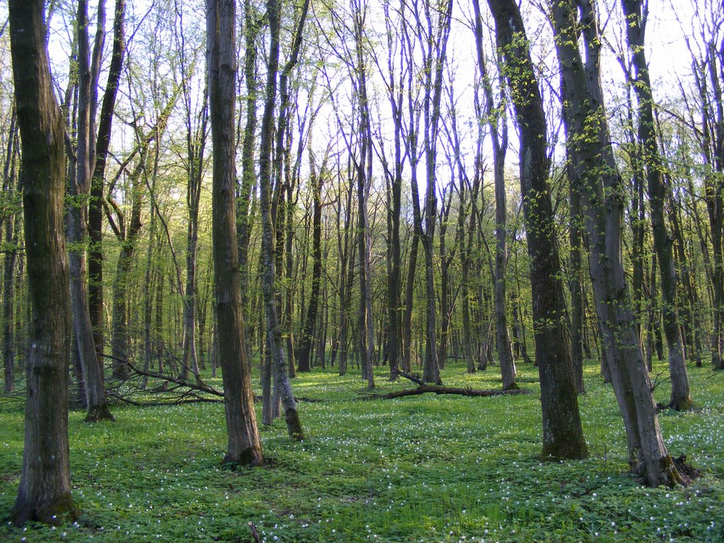 Весна