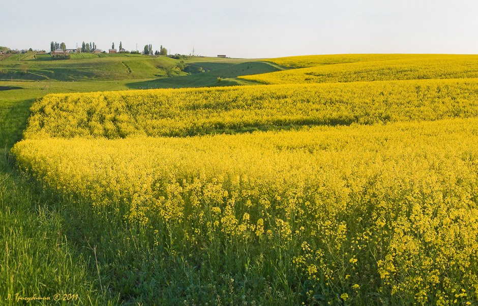 Цвіте ріпак
