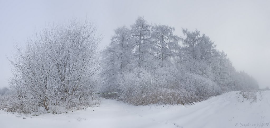 Вкриті інієм дерева Ромахового лісу