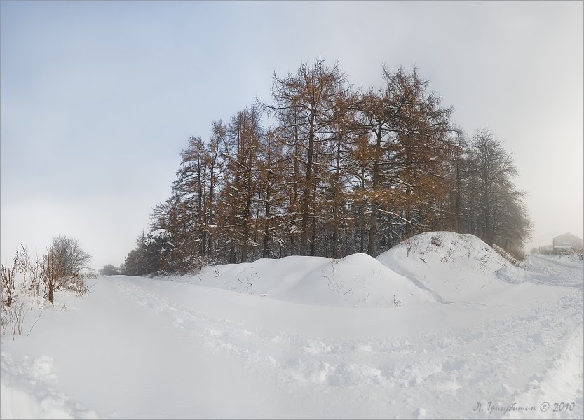 Палуба лісу