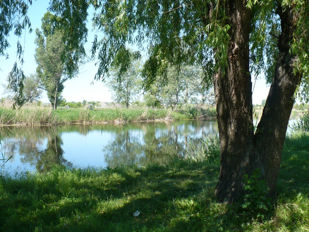 Верба над тихою водою