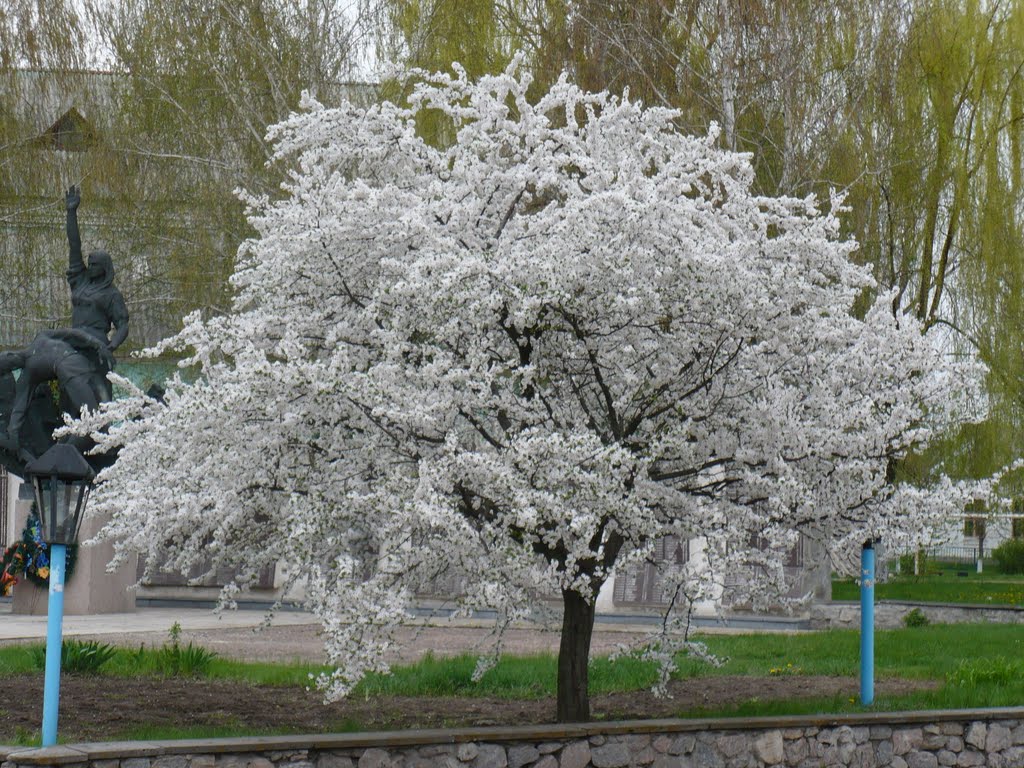Квітуча слива на фоні пам`ятника загиблим землякам