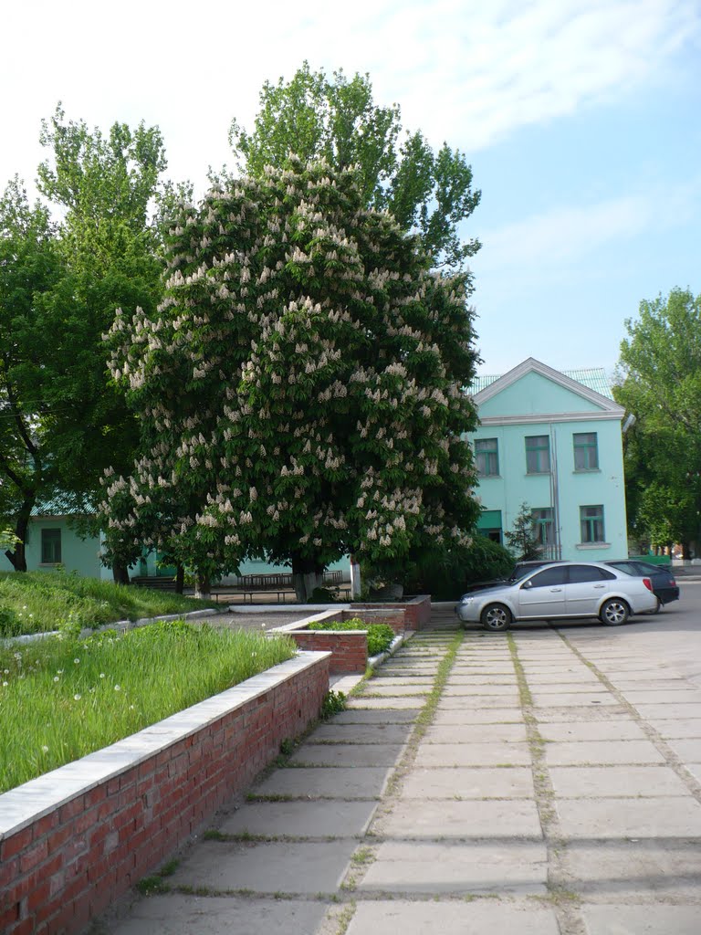 Каштан запалив свічки