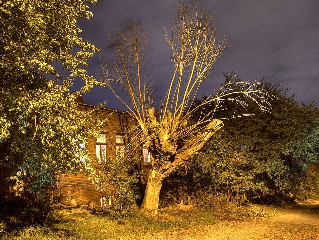 Dead tree. Oct 2006