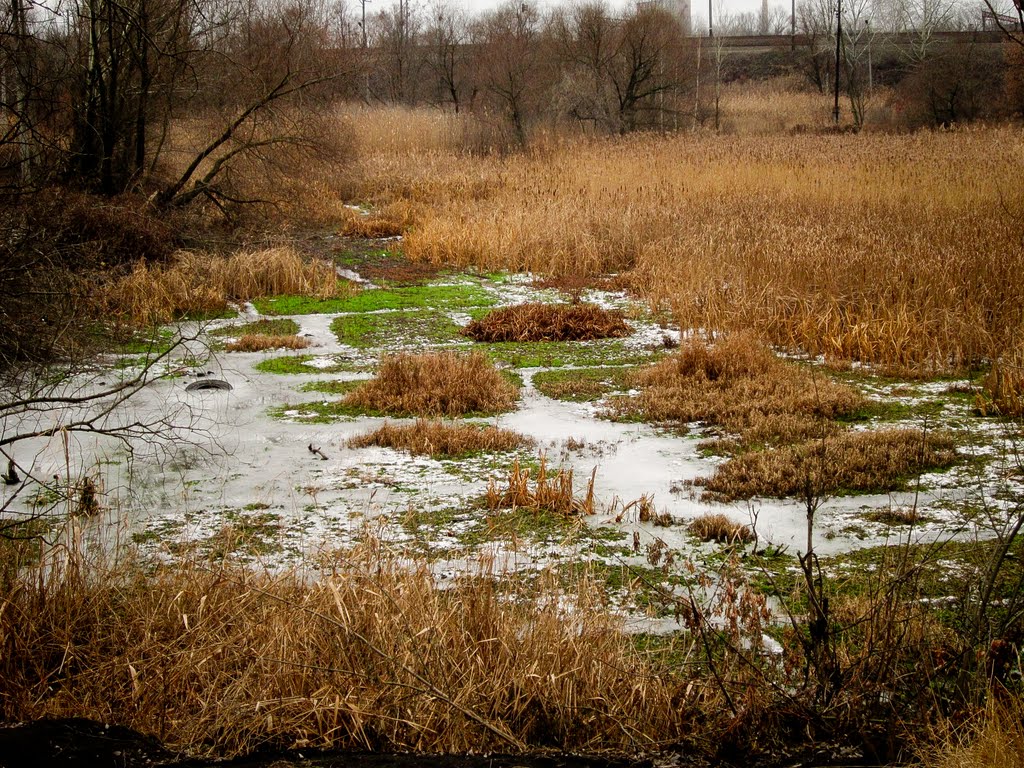 The frozen swamp - скувало льодом болото...