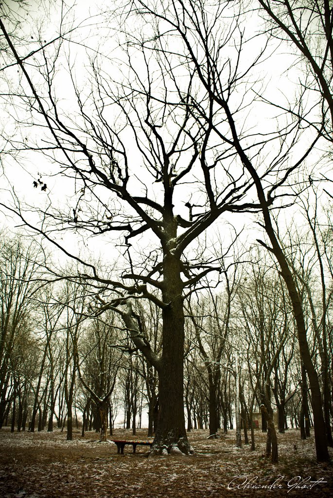 Корінням догори / The roots up