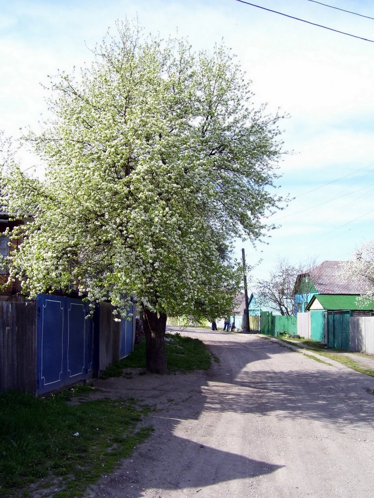 Груша в цвету