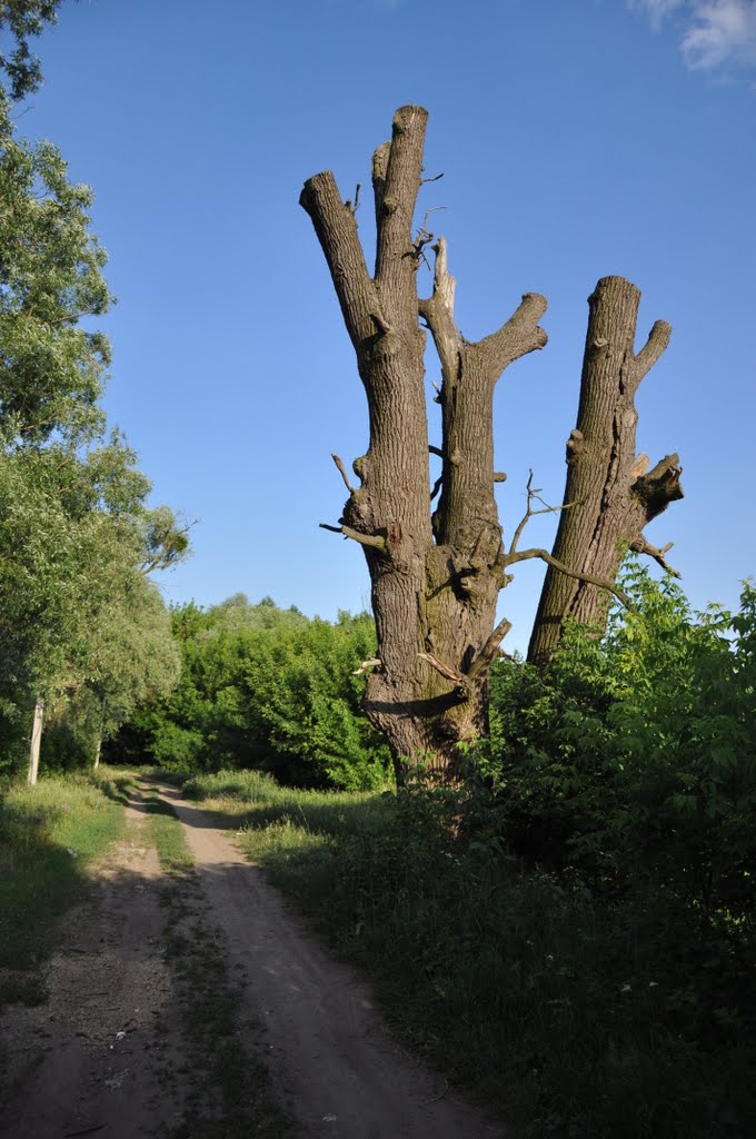 Буды.
