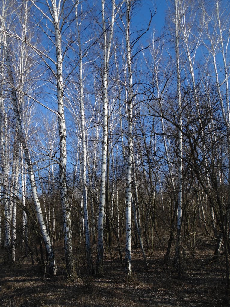 Березки