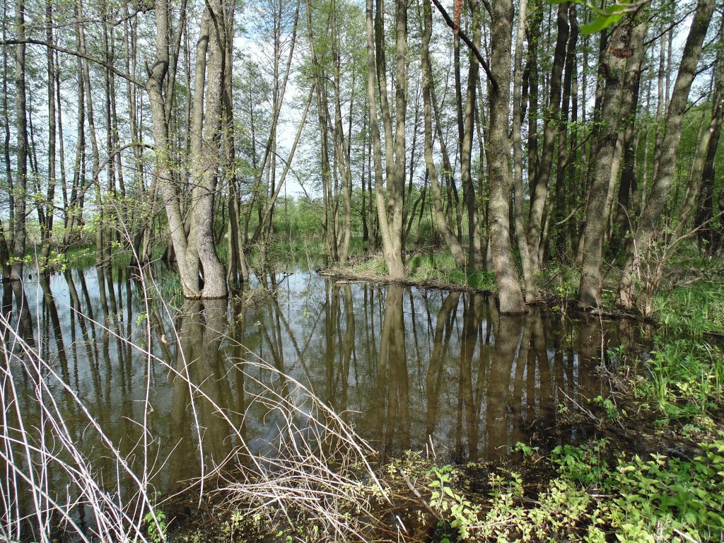 Плотина бобров