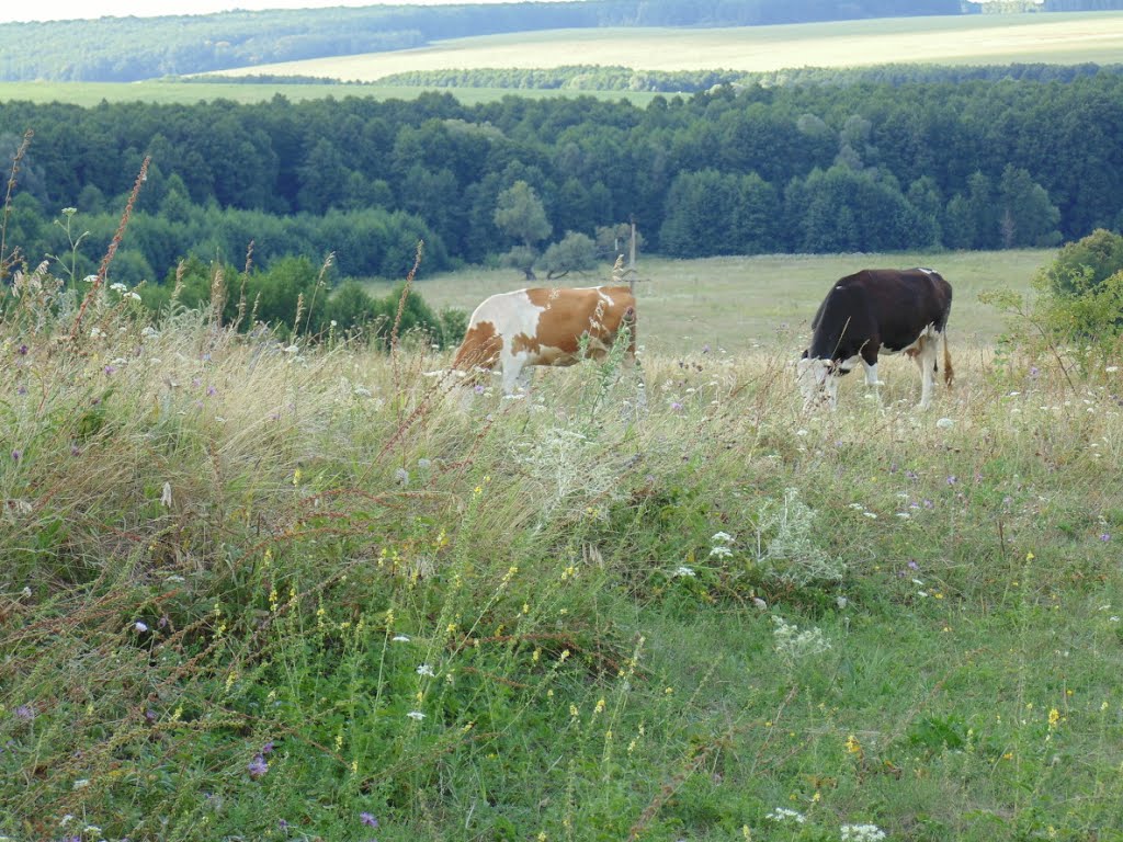 Поле