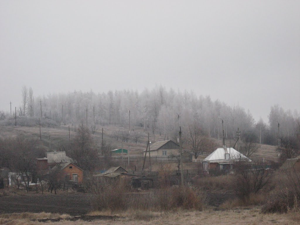 Берёзовая роща.
