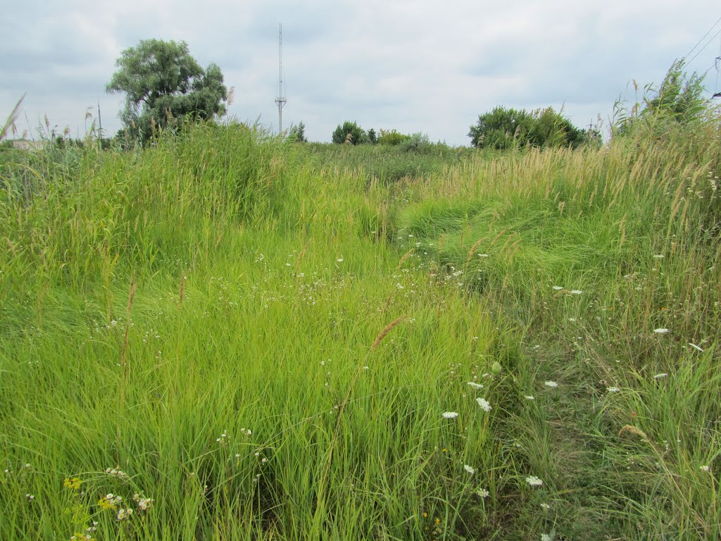 Зарой