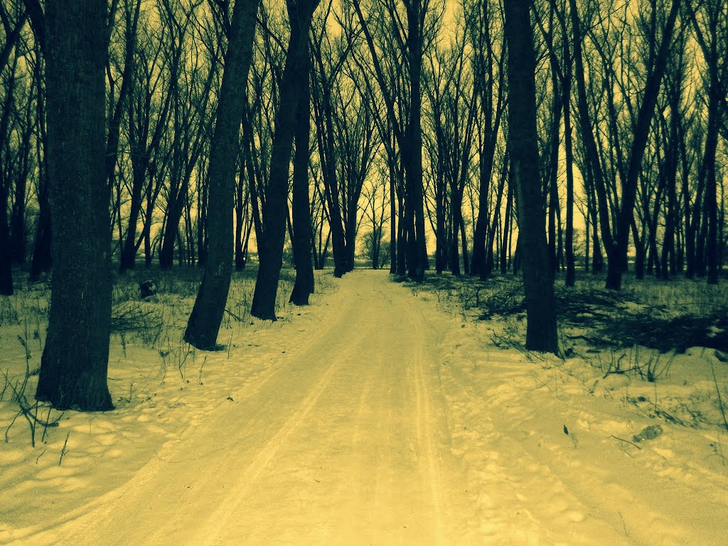 Лесная дорога