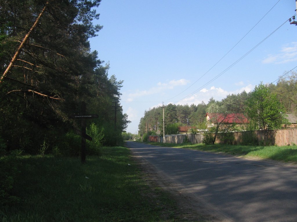 Дорога в Гуты