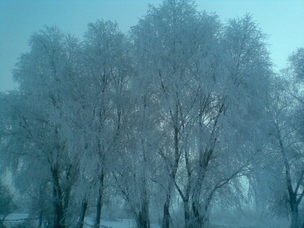 Перші заморозки