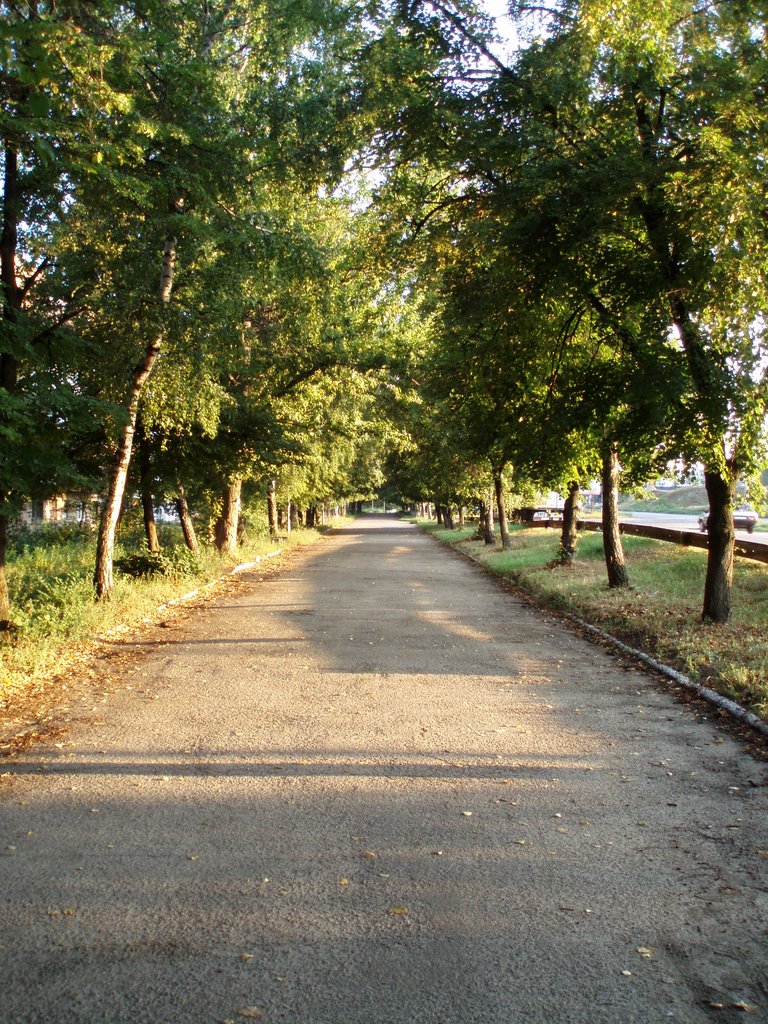 Утренняя аллея