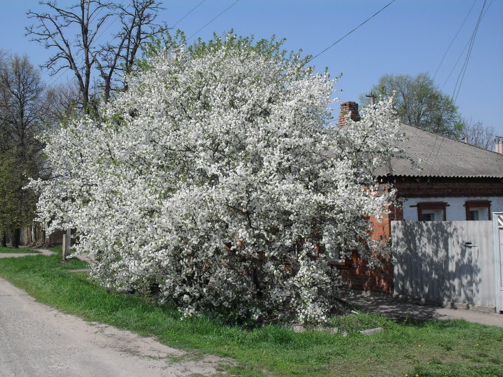 Май 2010.Вишня.