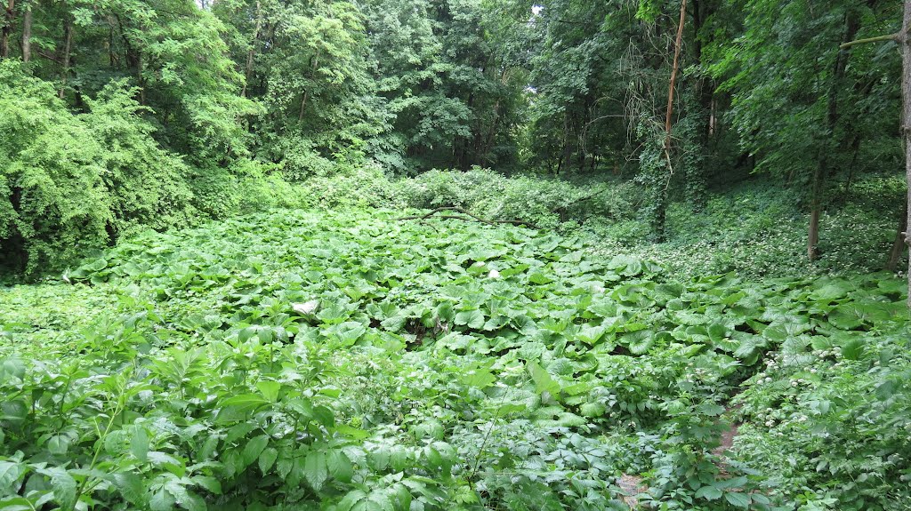 Краснокутский дендропарк