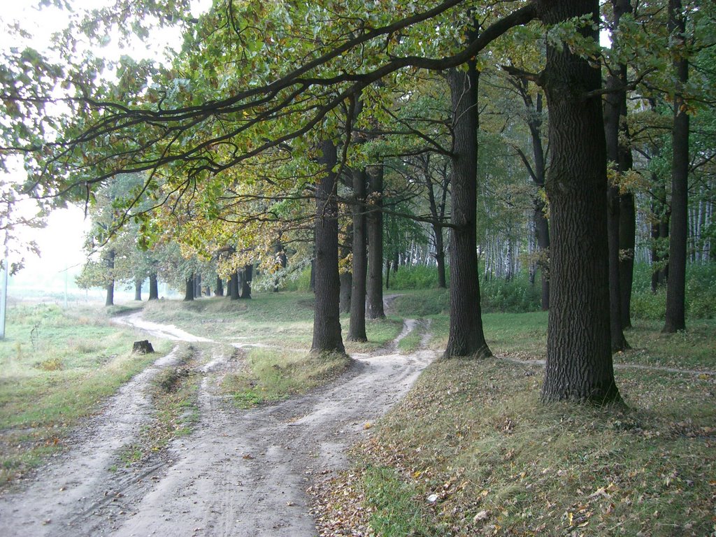 Развилка в лесу