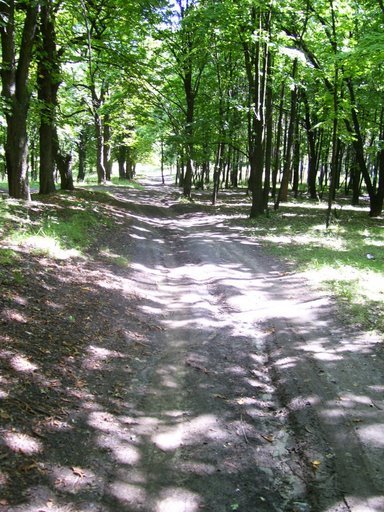Дорога в лесу