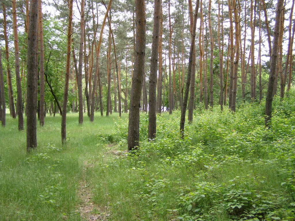 Сосновый бор