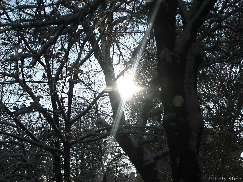 зимнее солнце / winter sun