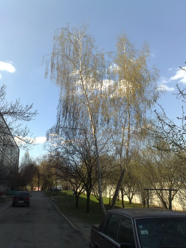 Береза возле дома