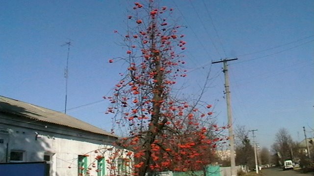 Осени краски