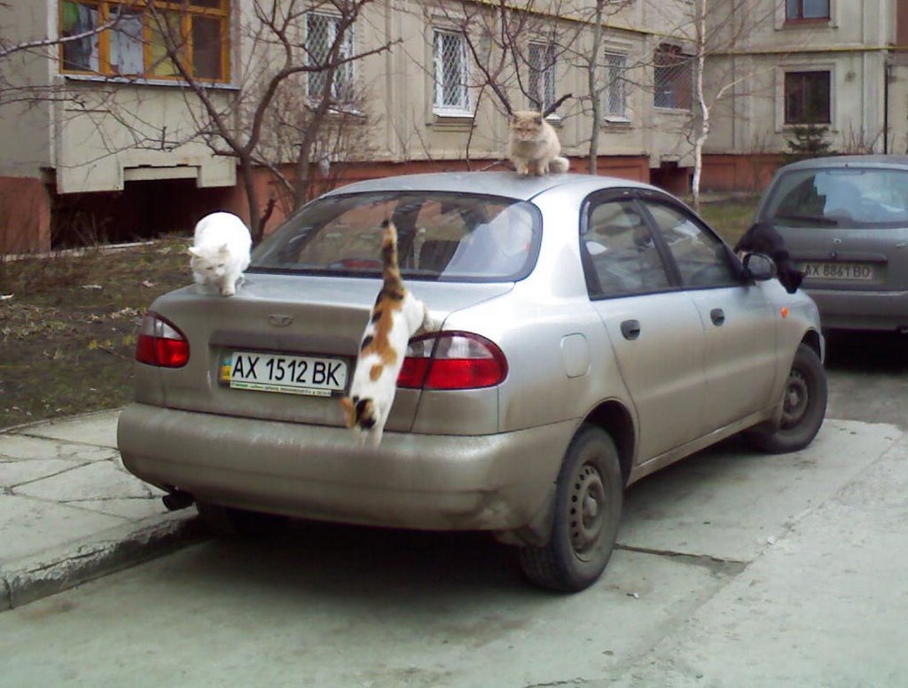 весенние коты