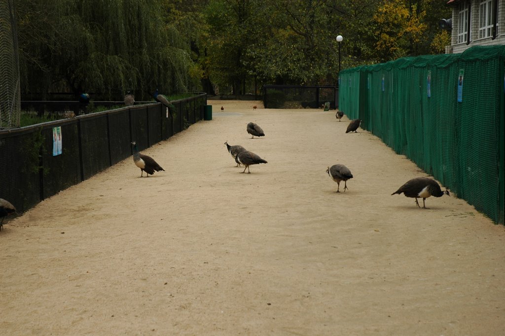 Аскания-Нова, зоопарк. Askania-Nova, zoo.