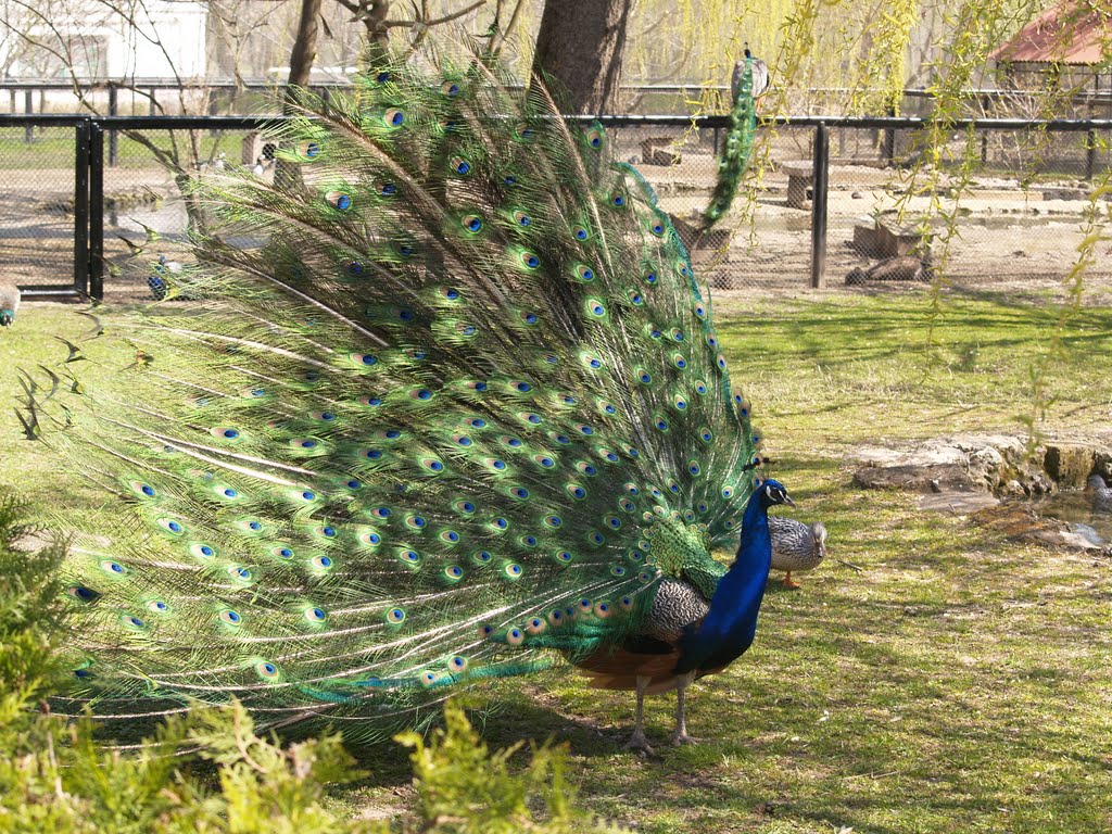 Павлин