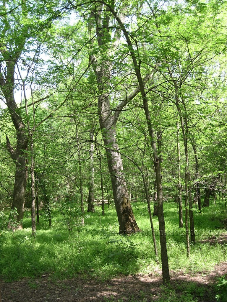 Аскания Нова (Ascania Nova) дендропарк, май 2012 г.