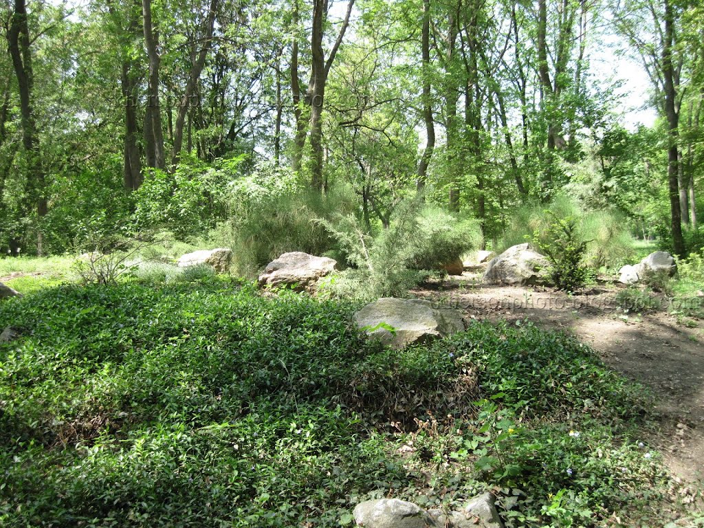 Аскания Нова (Ascania Nova) дендропарк, май 2012 г. Горка