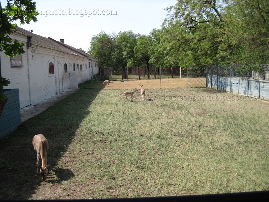 Аскания Нова (Ascania Nova) зоопарк, май 2012 г.