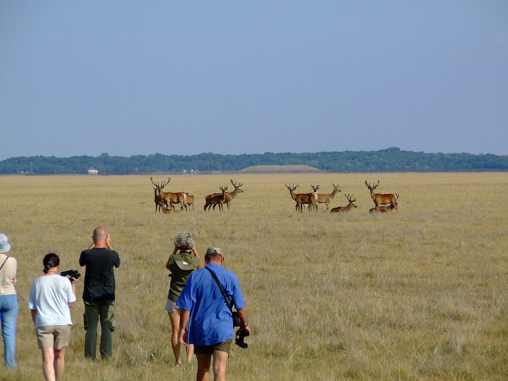 safari